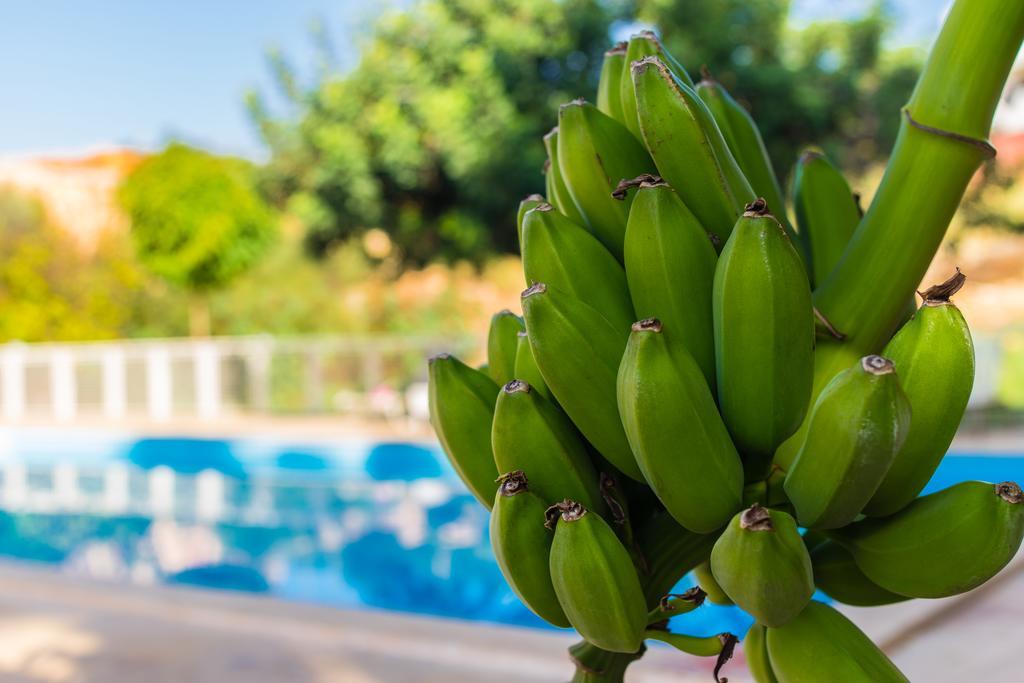 Pataros Hotel Patara Kültér fotó