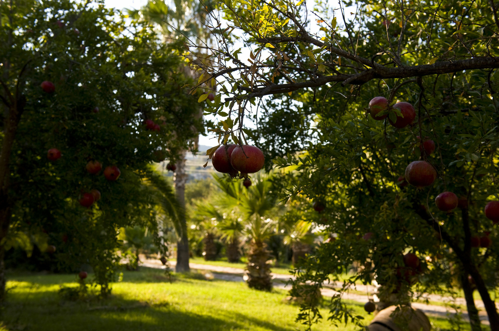 Pataros Hotel Patara Kültér fotó